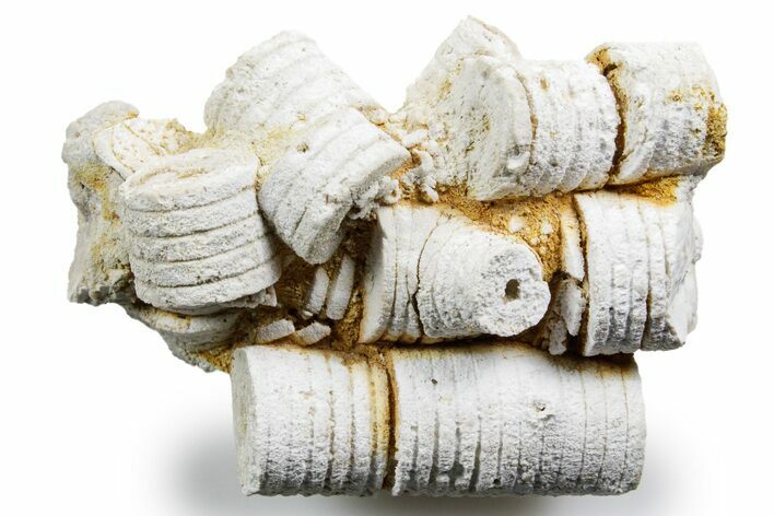 Mississippian Fossil Crinoid Stem Cluster - Kentucky #358648